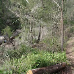Track along the Grose River