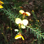 Pea Flower (Dillwynia elegans)