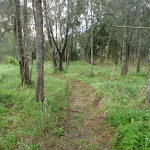 Grassy track