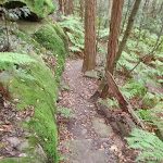 Track up through mossy rocks