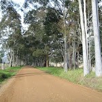 Gums lineing the Congewai Valley Rd