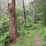 thick forest surrounds the track