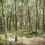 Bushland in the Berowra Valley