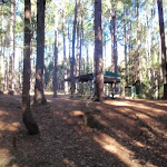 Pines picnic area in the Watagans
