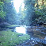 Dora Creek near Abbotts Falls