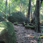 Moss covered boulders