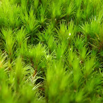 Moss growing in Fairylands