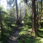 Track just north of Berowra Valley Bushland Park