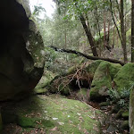 Track over mossy rocks