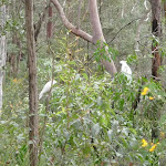 Cockatoos eating in bush