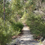 Track to Martin's Lookout