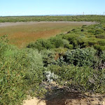 great example of a hanging swamp lining the cape bailey walk