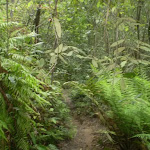 The ferns and temperate rainforest next to Denfenella Crk