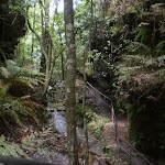 The surrounding jungle on the Wentworth Pass Trail