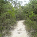 Track down to Lyrebird Lookout