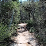 Manly to Spit trail