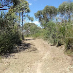 Track up to Pennant Hills Park