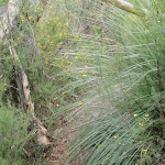 Bushtrack around grass tree