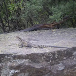 One of the lizards along the trail that you might see
