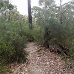 Track nearing Pennant Hills Park