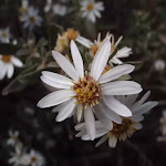 Silver Snow Daisy (Celmisia Longifolia)