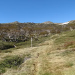 the faint grassy service trail