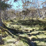 winding up through the snowgums
