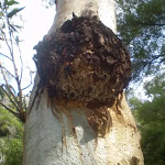 Deformity on gum tree