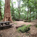 Leura Forest picnic benches