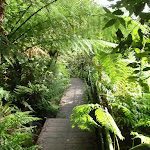 Leura Creek Walkway