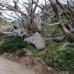 Snow gums beside the Summit Trail