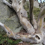 Snow Gum and Rock
