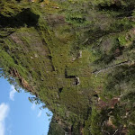 Moss on cliffs