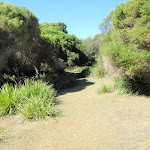 Track above Shelley Beach
